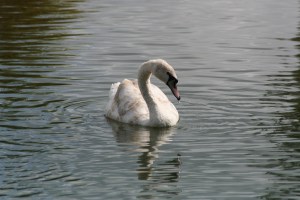 Photo by Scott Bailey