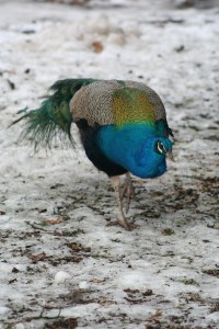 Photo by Scott Bailey