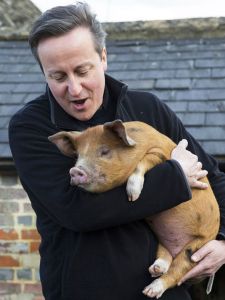 David-Cameron-pig-350573