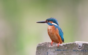 kingfisher-bird-aviary-color-nature