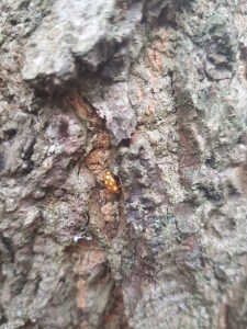 Photo by Scott Bailey