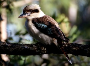 Kookaburra in Tree