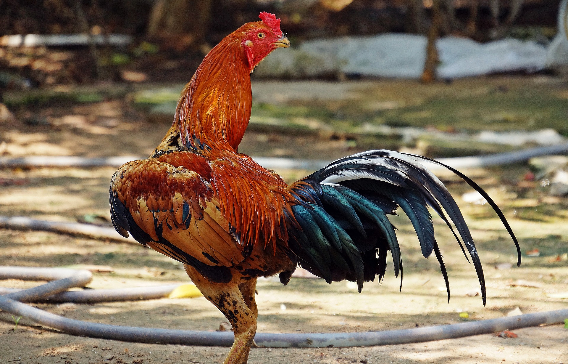 Cockerel